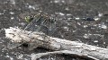 Orthetrum serapia male (7 of 9)